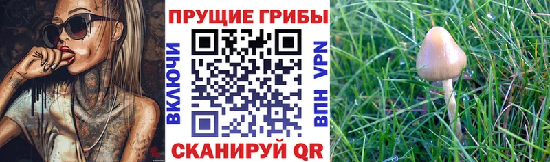 Галлюциногенные грибы Psilocybine cubensis  Рудня 